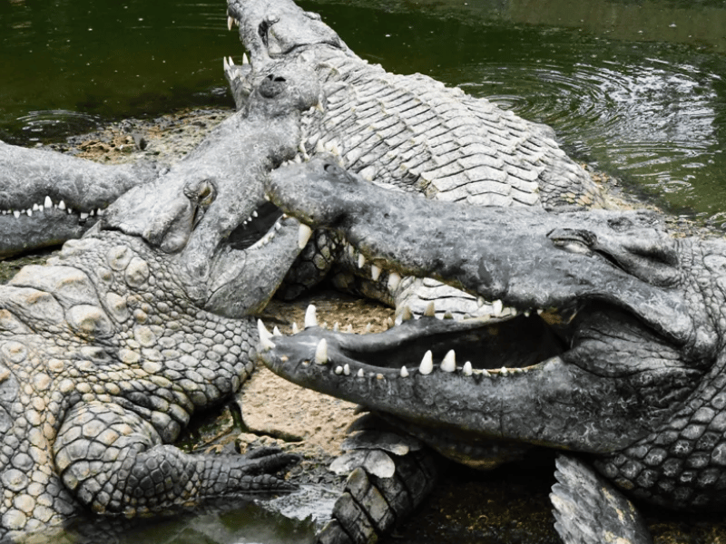 Crocodile Farm 2