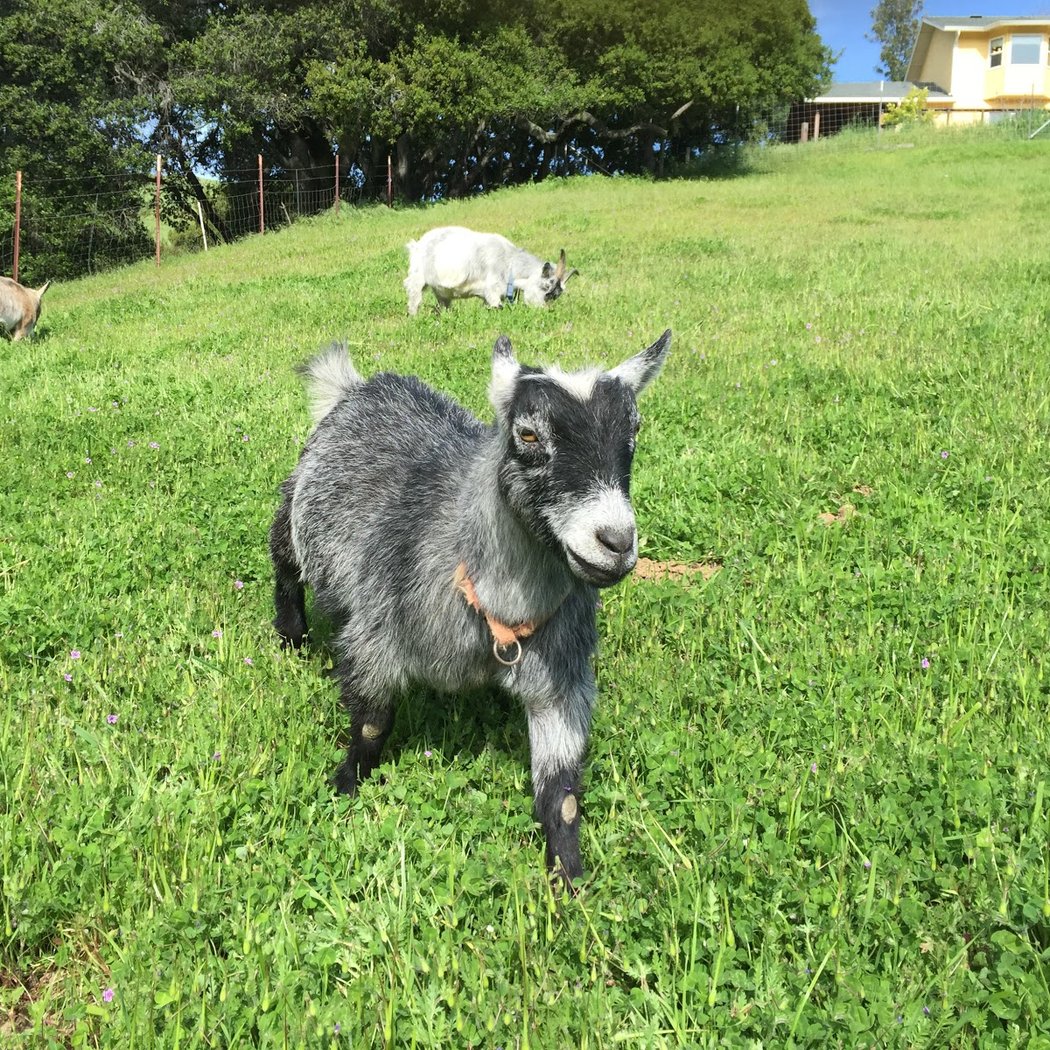 Chetwyn Farm 3