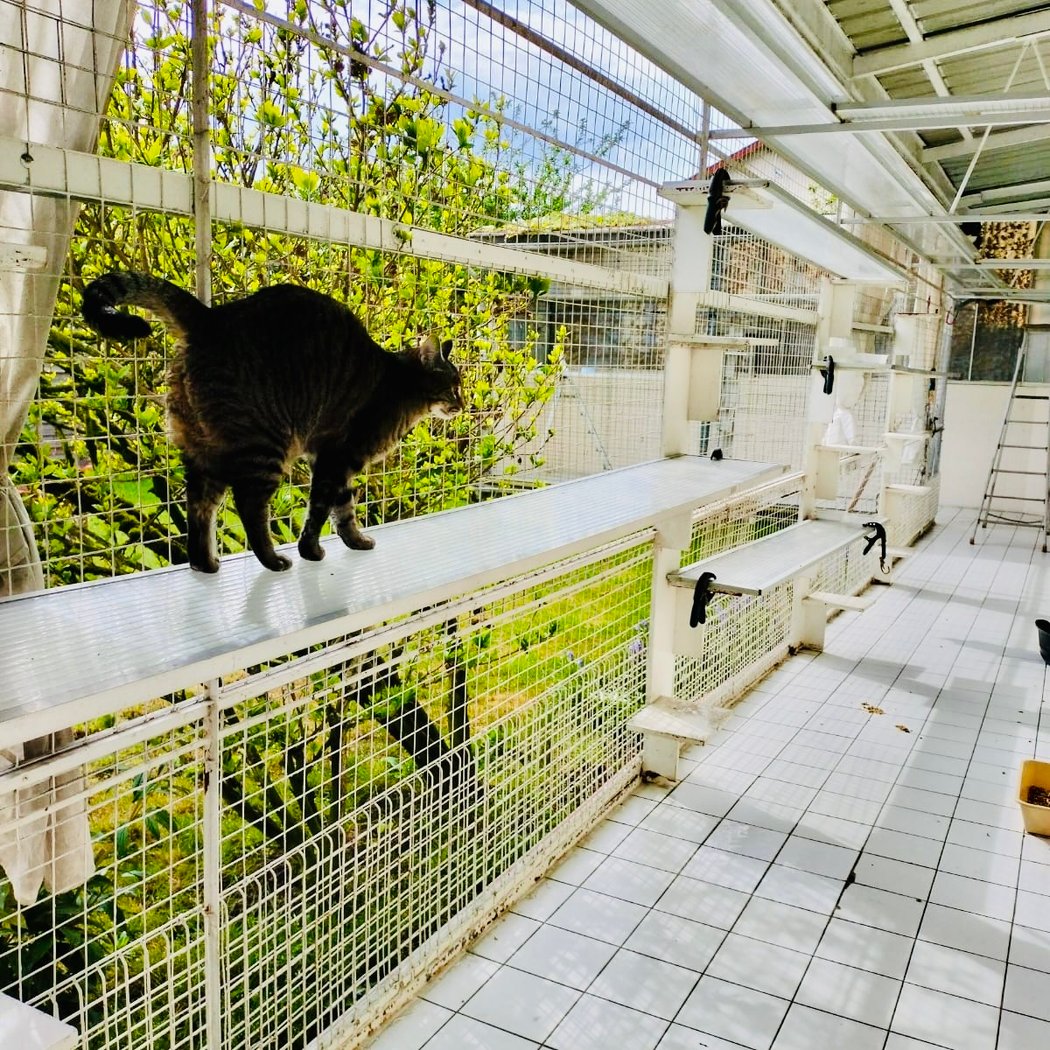 Les amis des chats du Val de Marne 1