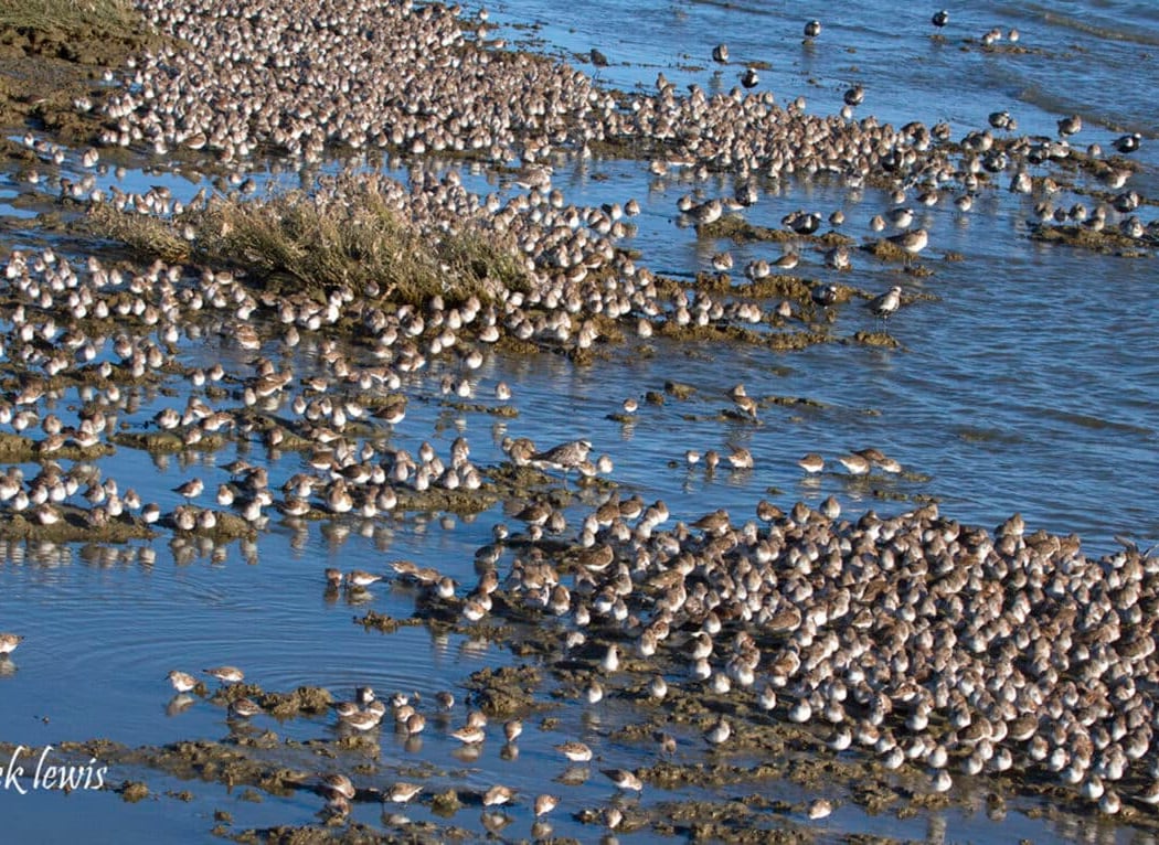 Elsie Roemer Bird Sanctuary 2