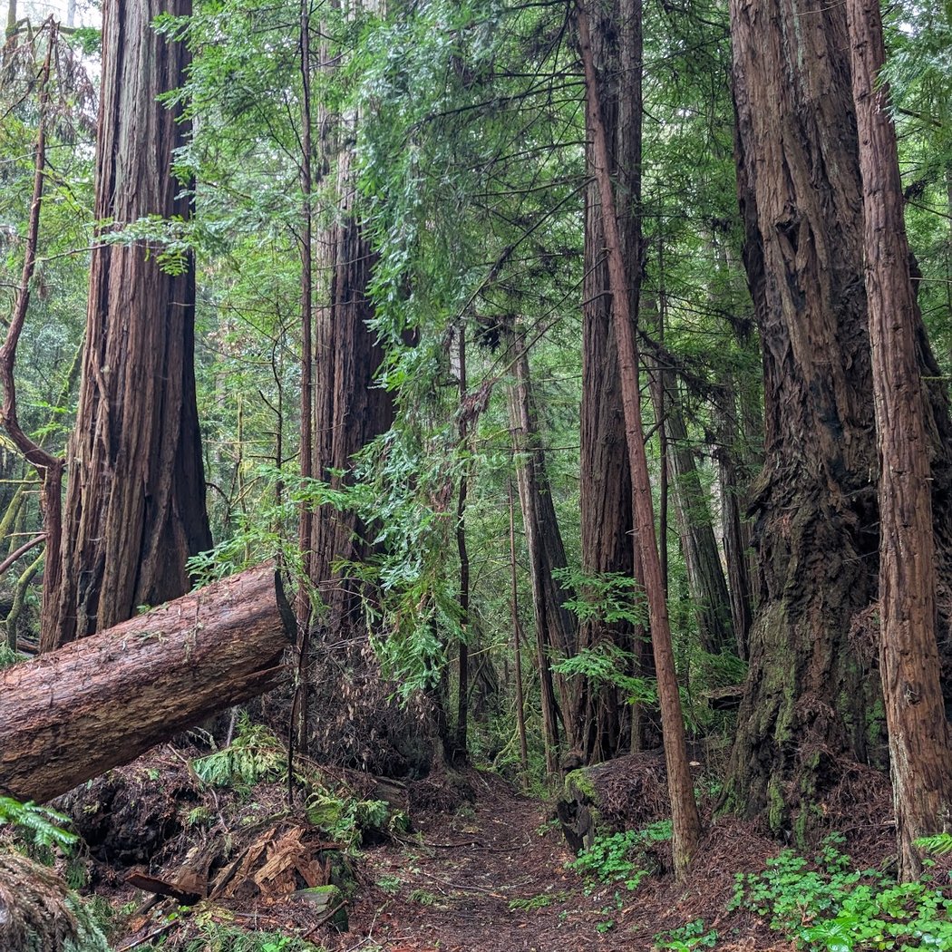 Pescadero Creek Park 1
