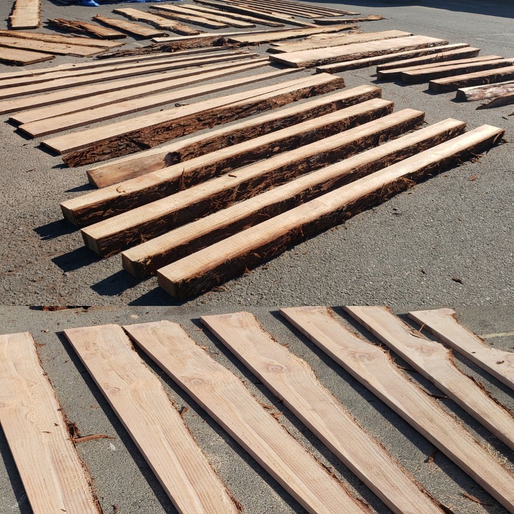 Bay Area Redwood 3