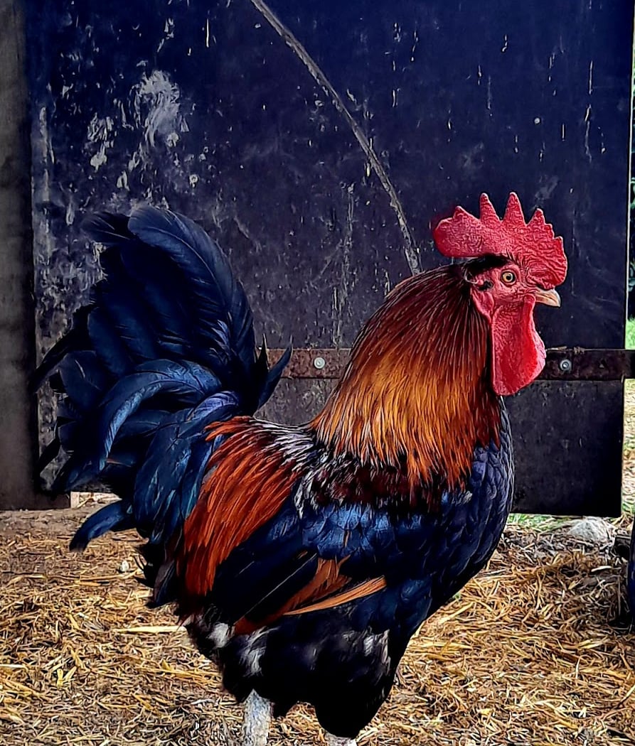 Eveil à la ferme 1