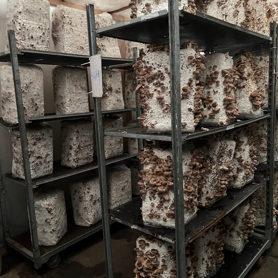 Mycotopia 2