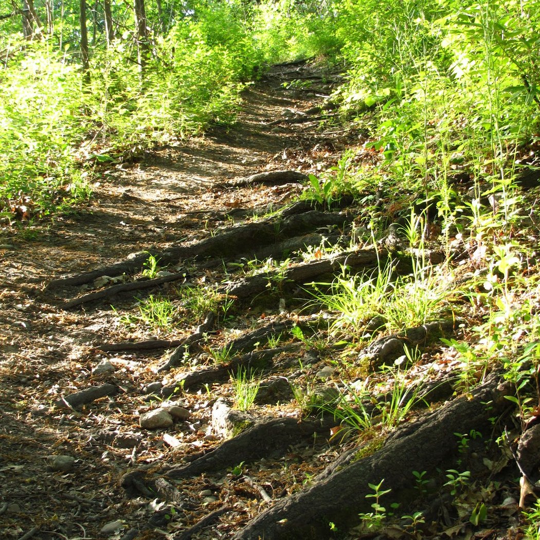 Bluffs Nature Area 3