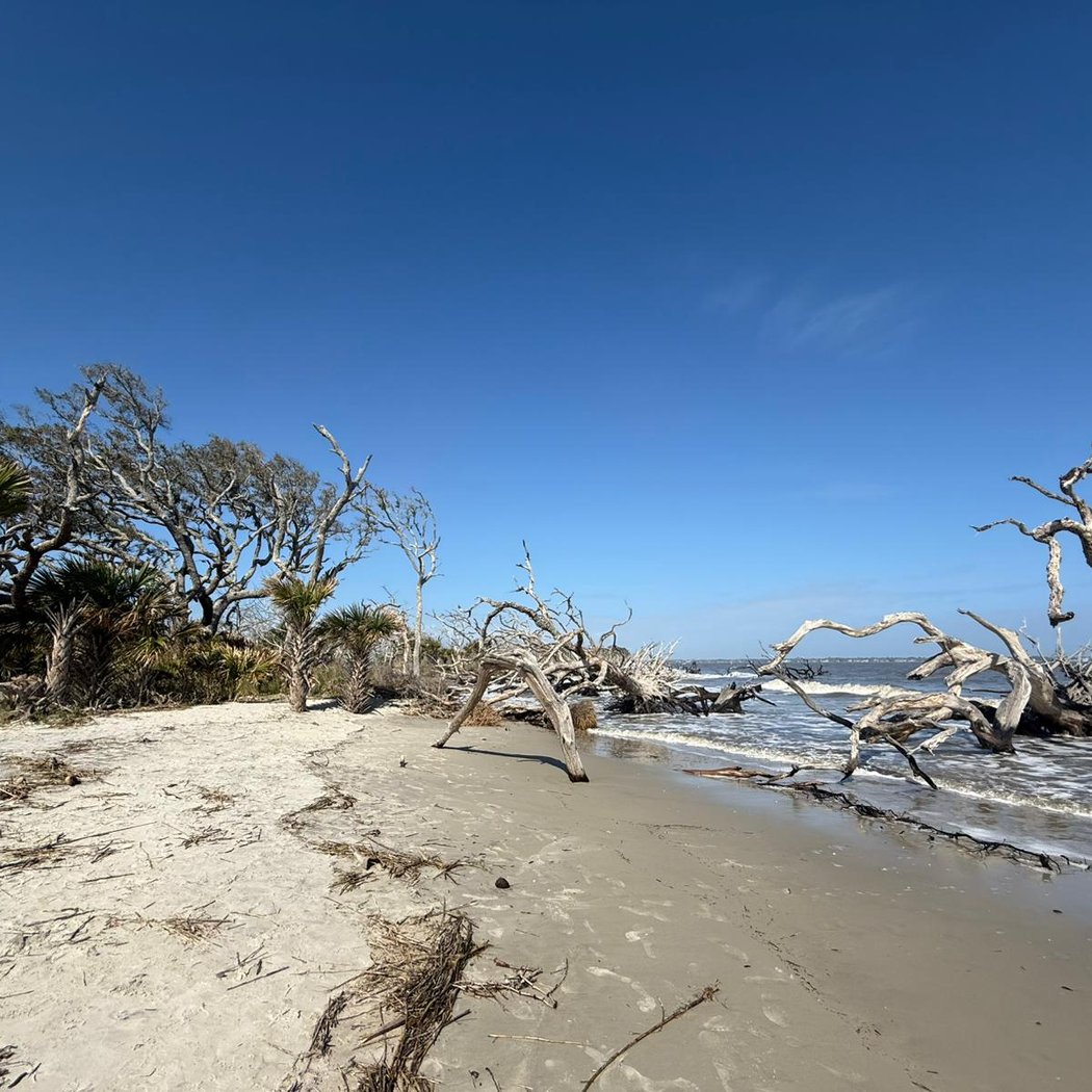Driftwood Beach 3