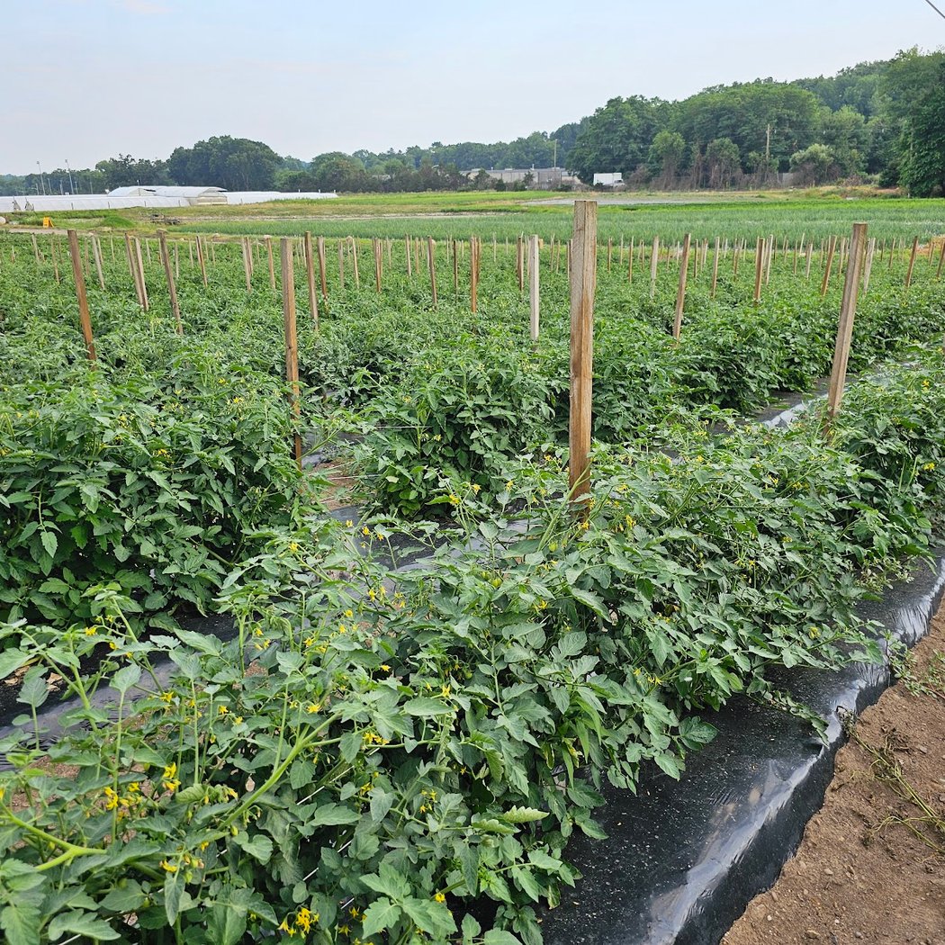 Abma's Farm Market, Greenhouse, and Barnyard Petting Zoo: Wyckoff, NJ 3