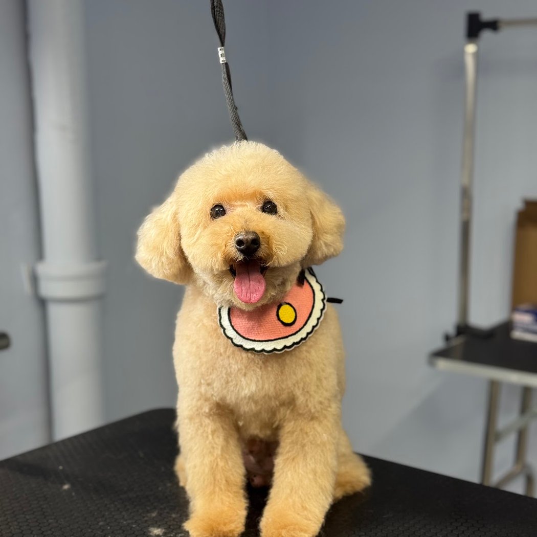 Happy Tails Pup Experience 5