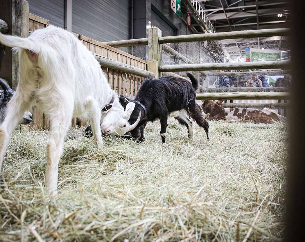 Salon International de l’Agriculture 1