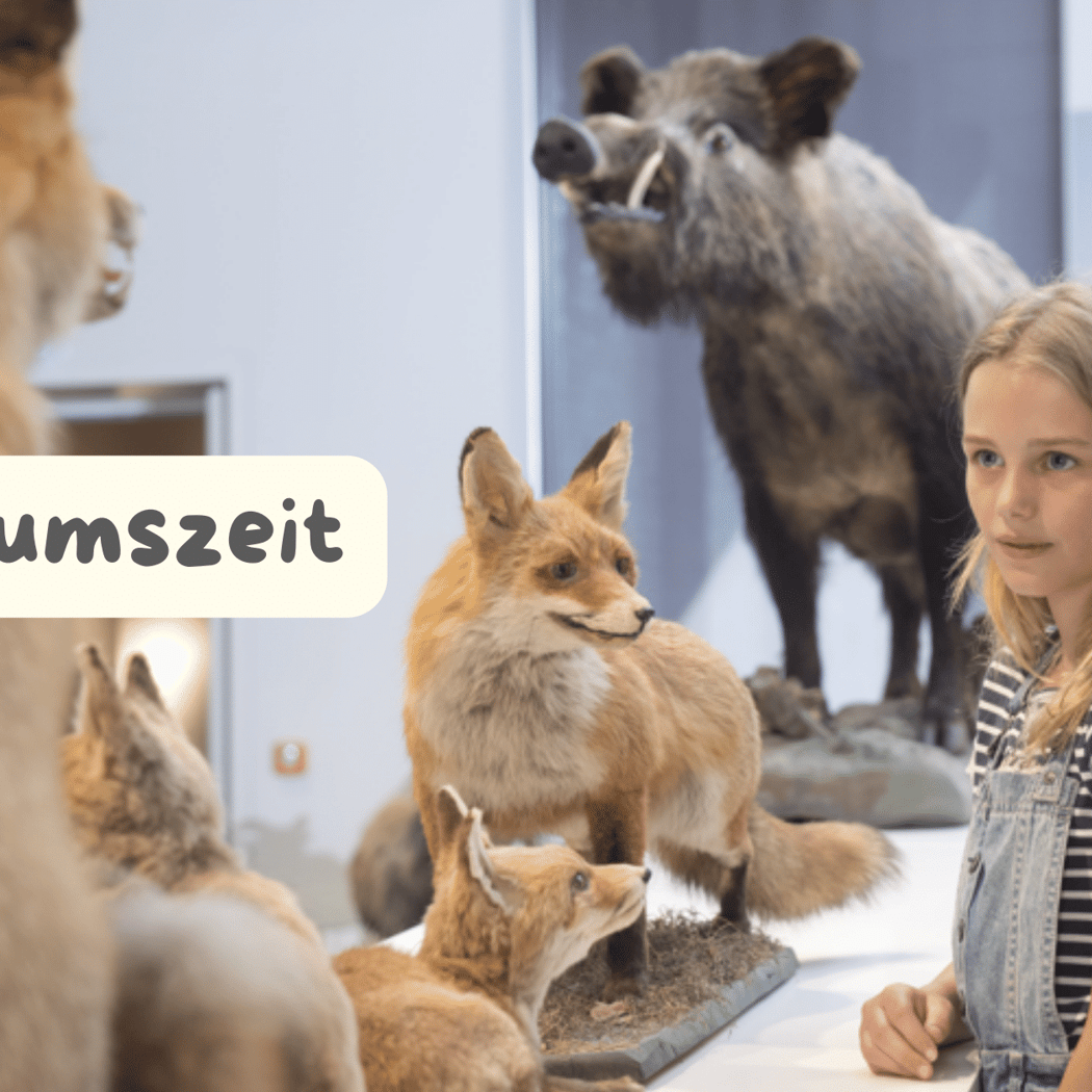 Sonntagsaktion: Heidschnucken – flauschige Naturhelden 1