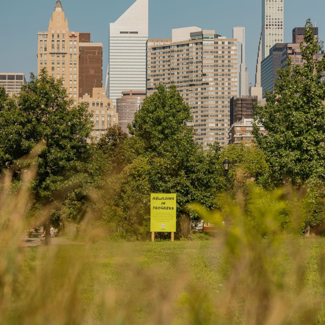Manhattan Healing Forest 3