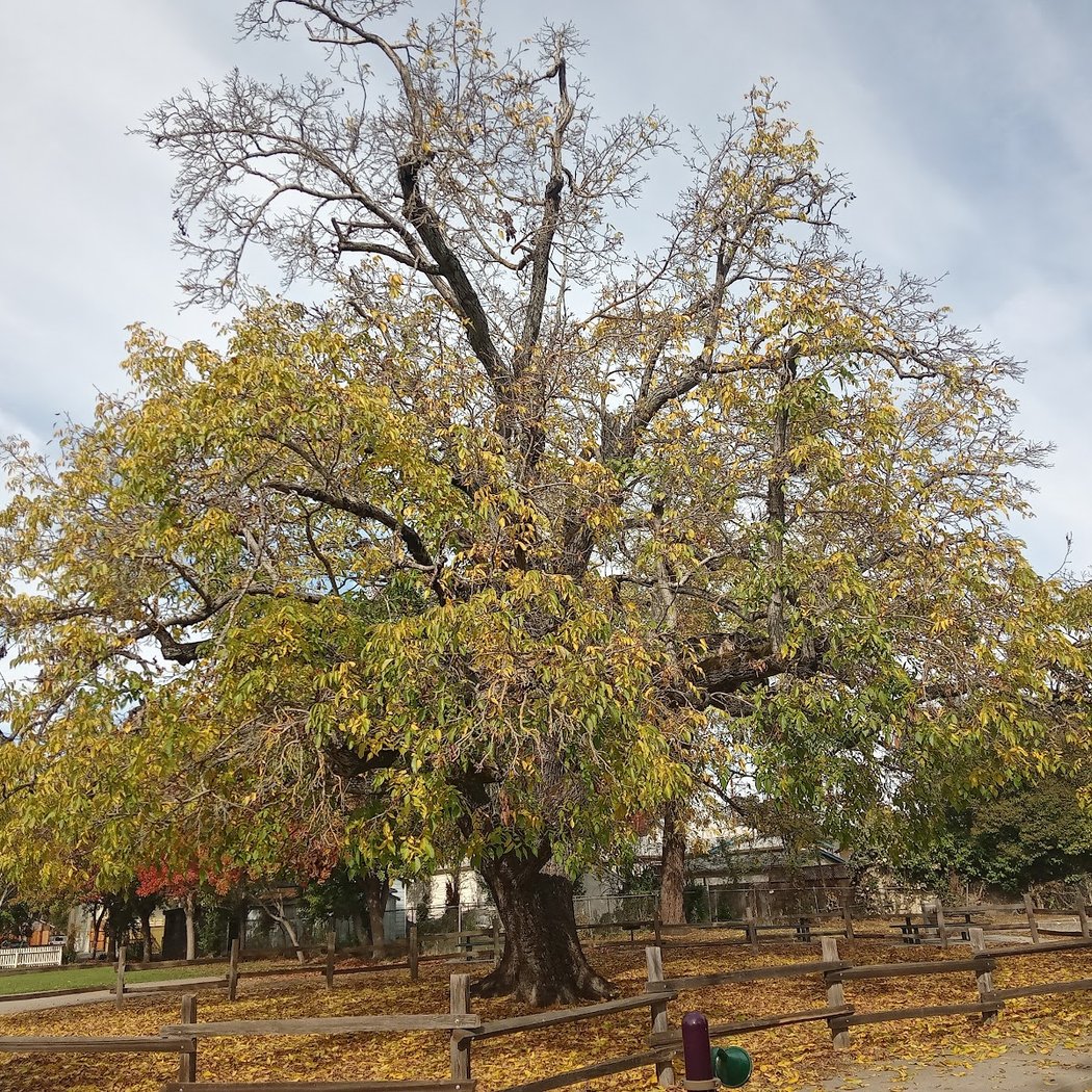 DeMeo Park 1