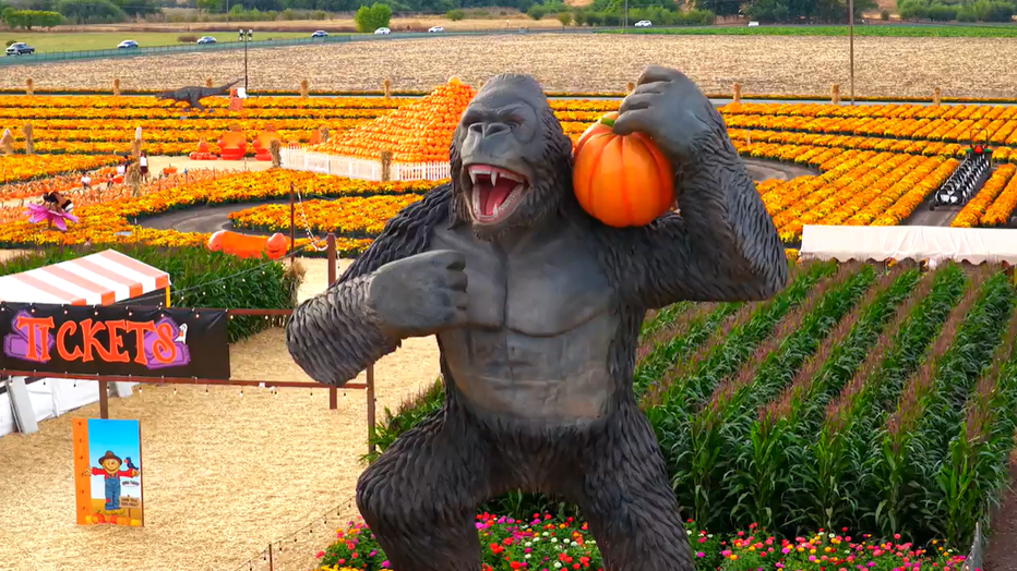 Spina Farms Pumpkin Patch 2