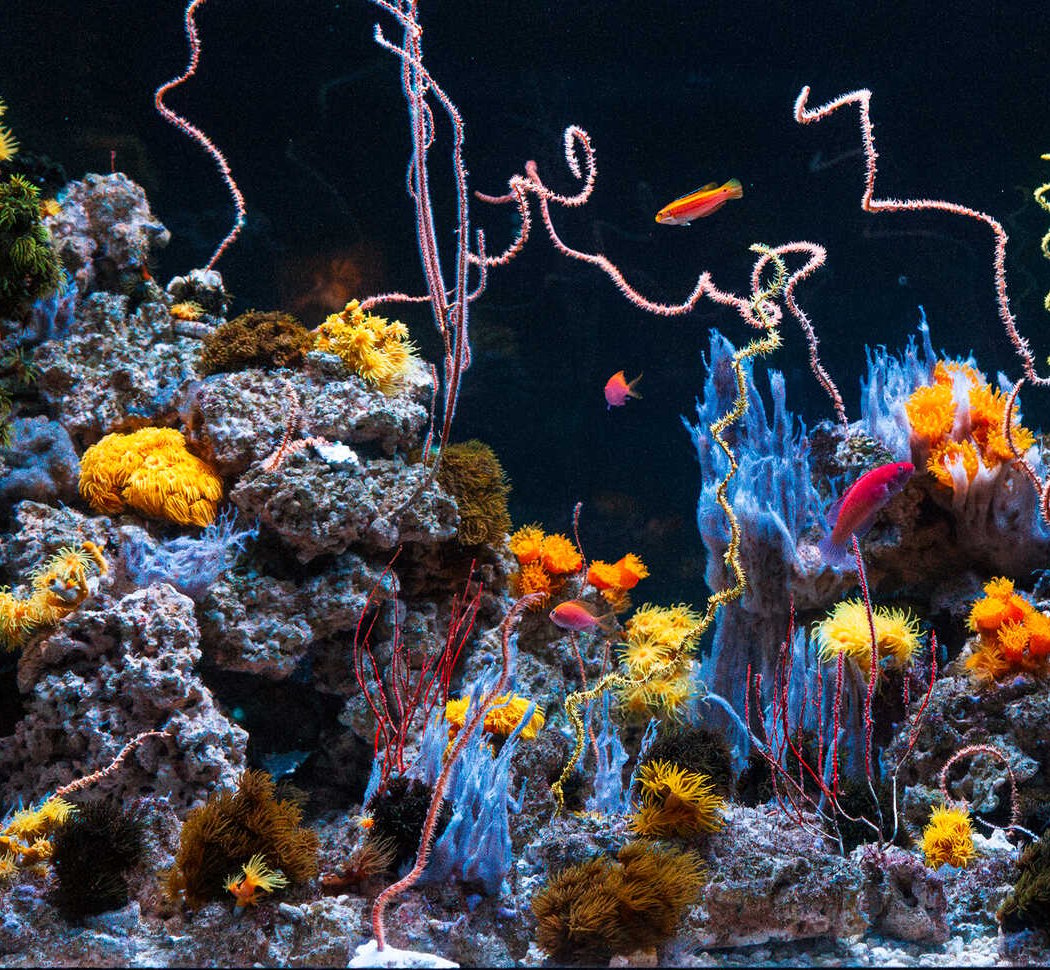 Twilight Zone: Deep Reefs Revealed 1