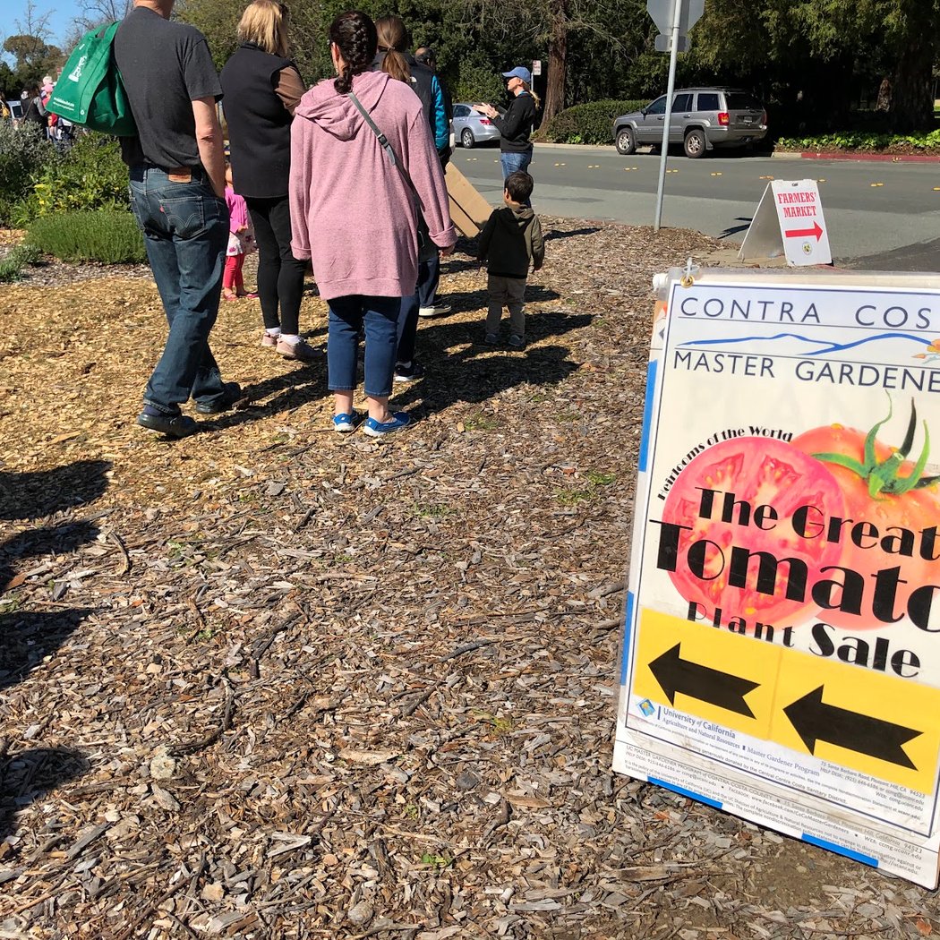 Great Tomato Plant Sale 3