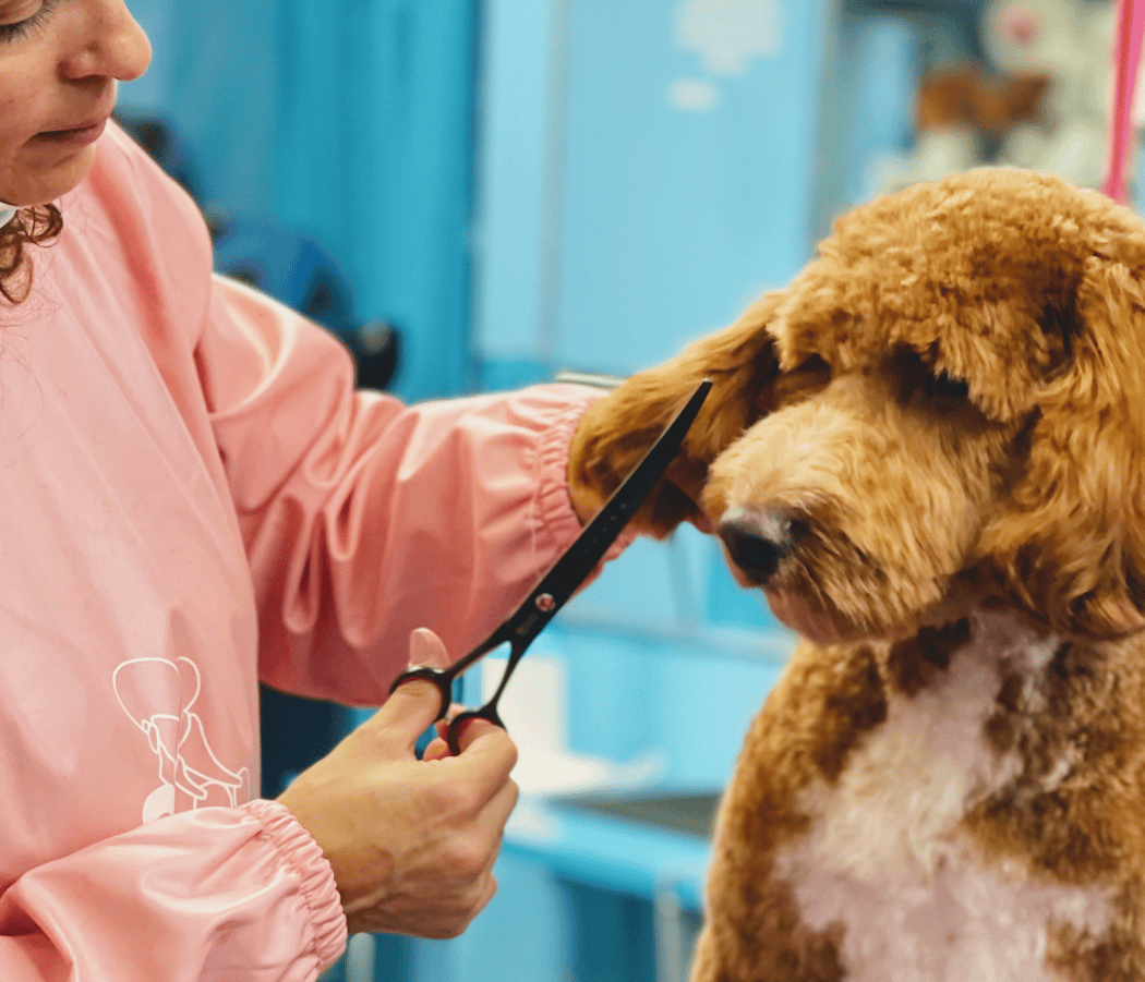 Shiny Paws Grooming & Day Care 1