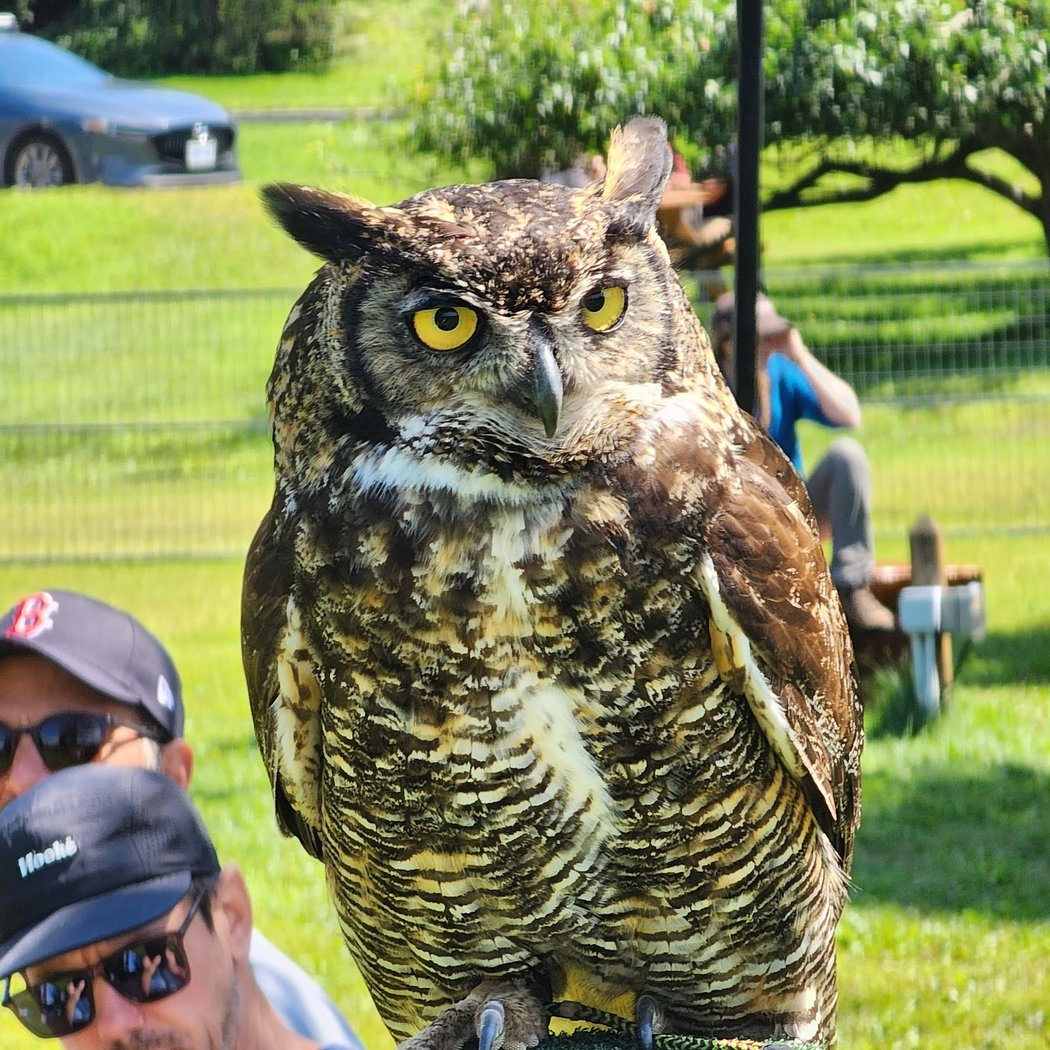 Birds Of Prey 2
