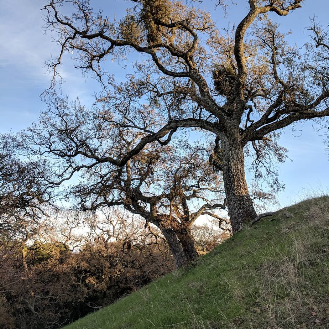 The Preserve Area Trails 2
