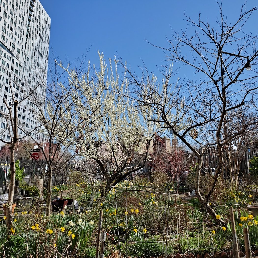 Brooklyn Bears/Rockwell Place Garden 2