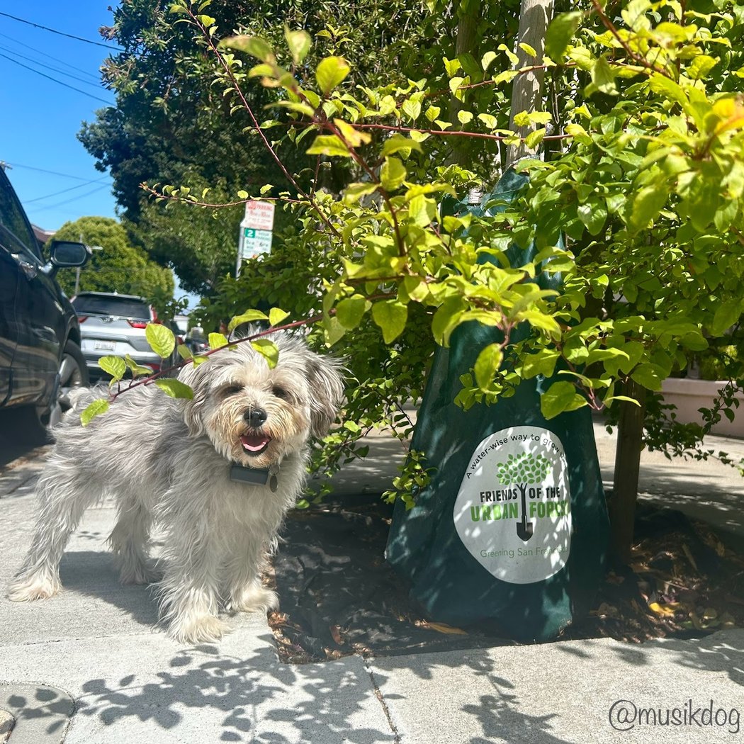 Friends of the Urban Forest 1