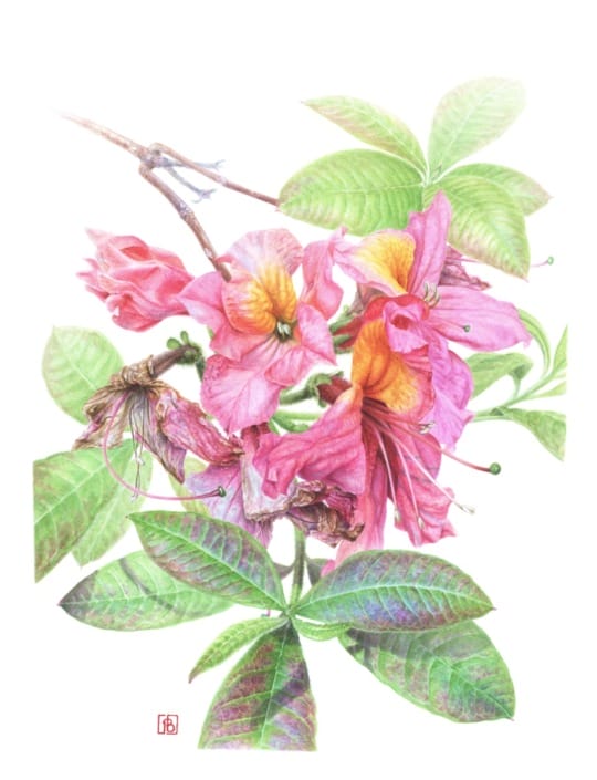 FIGURA BOTANICA 1