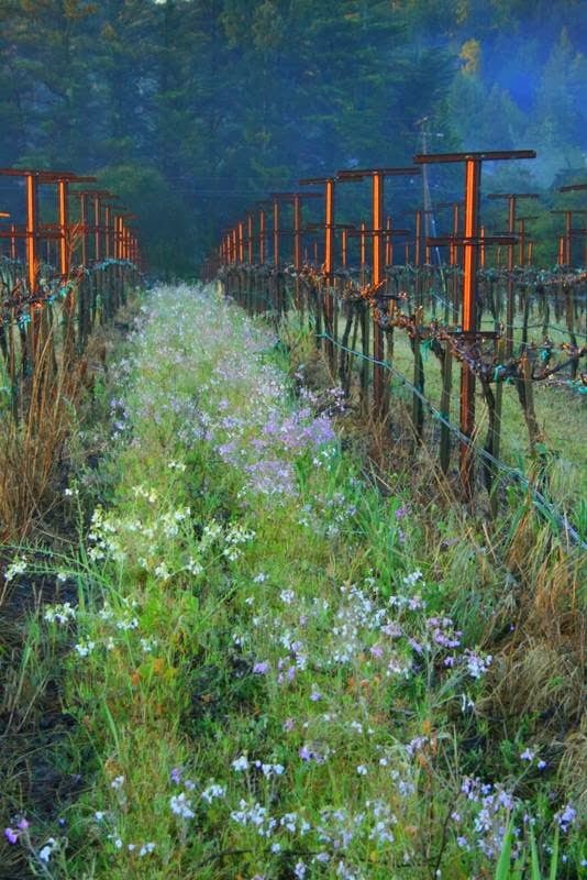 Charles Heintz Vineyards 2