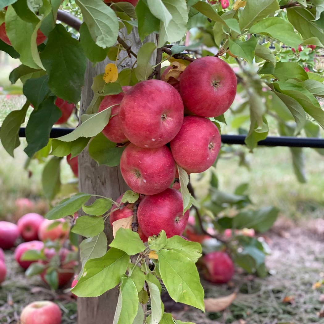 Jonamac Orchard 1