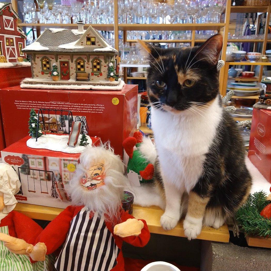 Great Stuff Thrift Store for Petaluma PET Pals 1