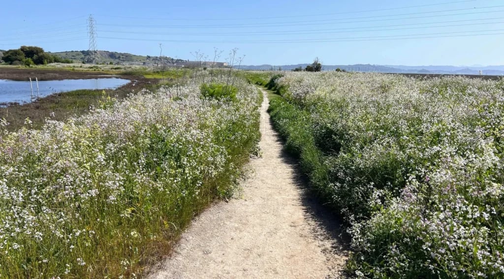 Ring Mountain Preserve 3