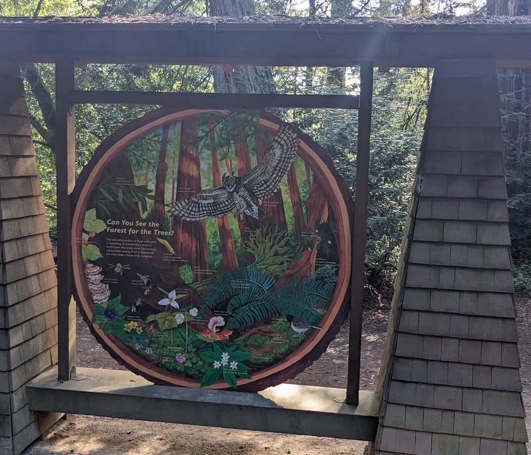 Redwood Bowl Picnic Spot 3