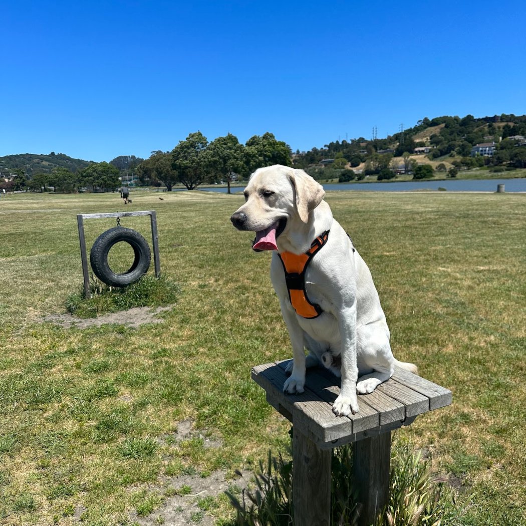 Dog Park | Bayfront Park Mill Valley 1