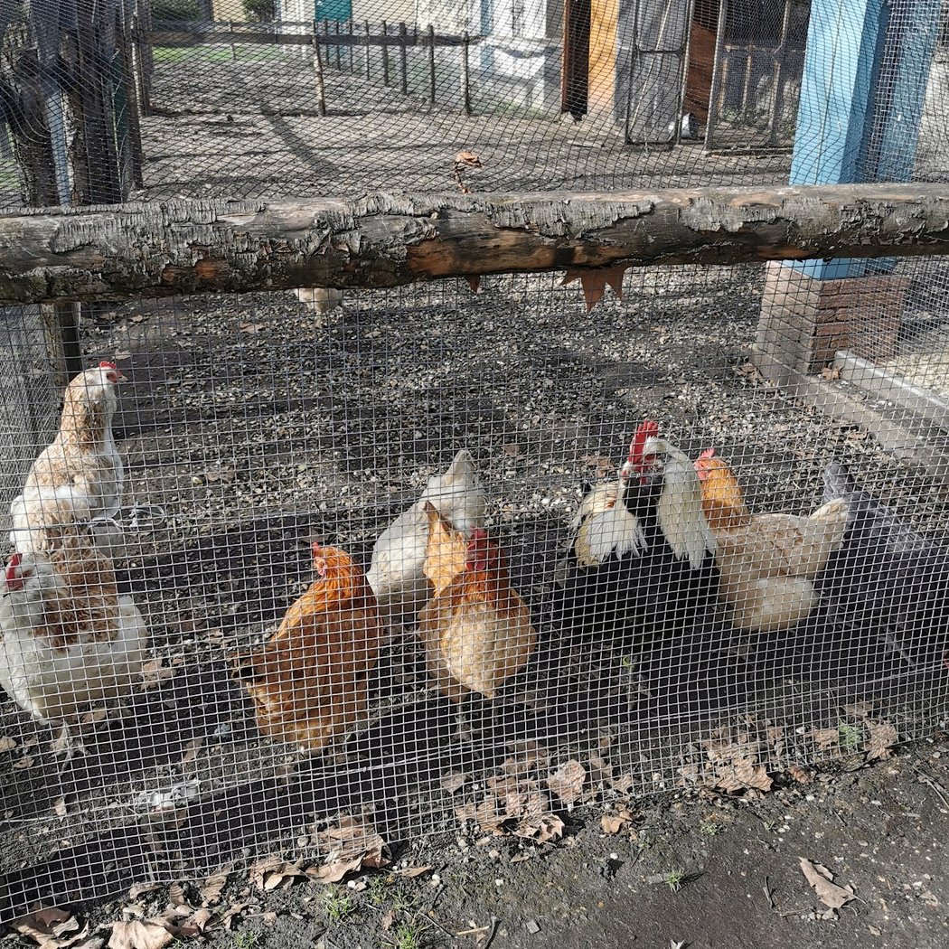 Ateliers gratuits sur la permaculture et soins aux animaux 3