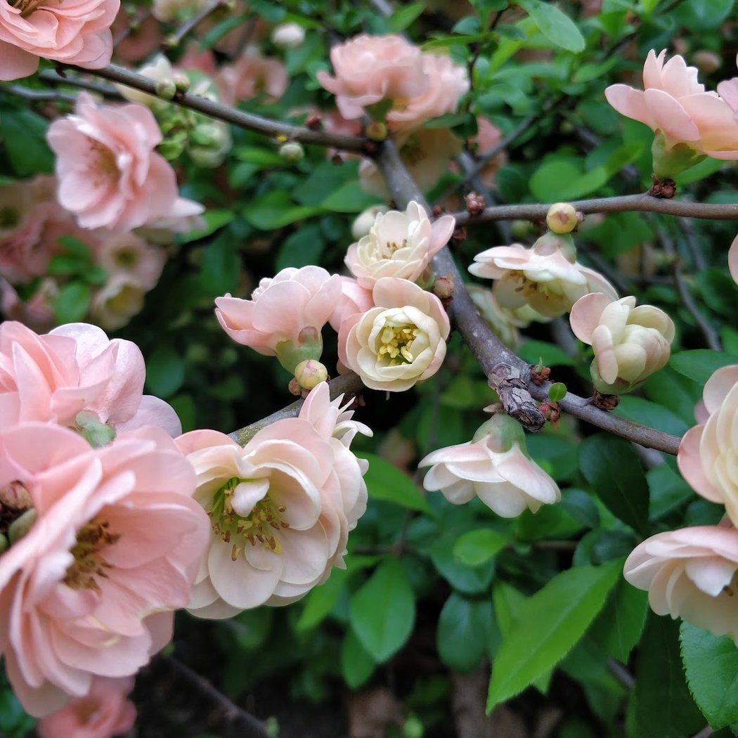 Perennial Garden 3