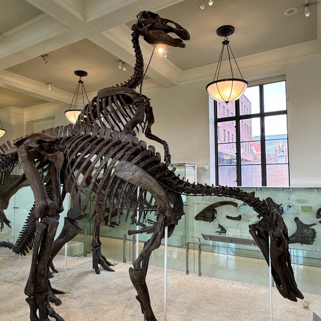 Hall of Saurischian Dinosaurs 4
