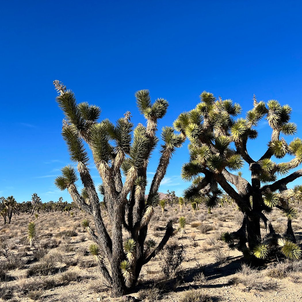 Mojave National Preserve 1