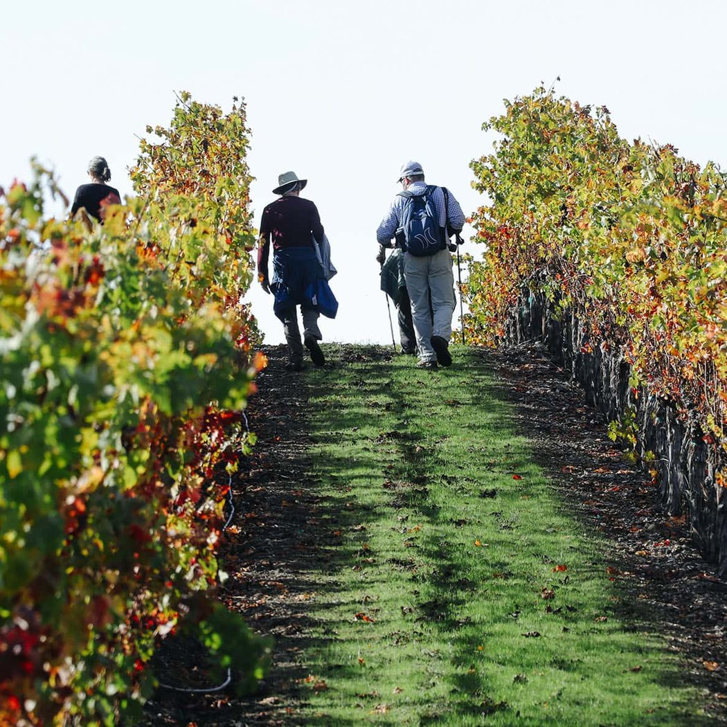 Jordan Vineyard & Winery 2