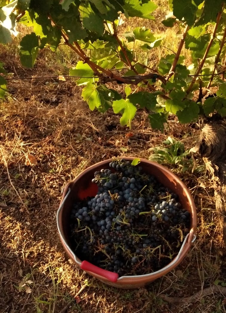 Domaine des Terrasses 3