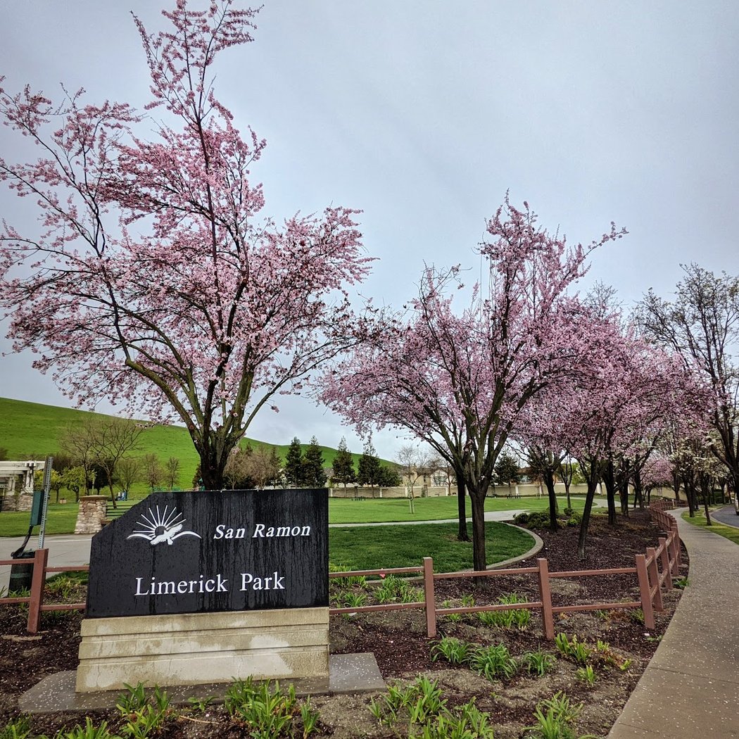Limerick Park 1