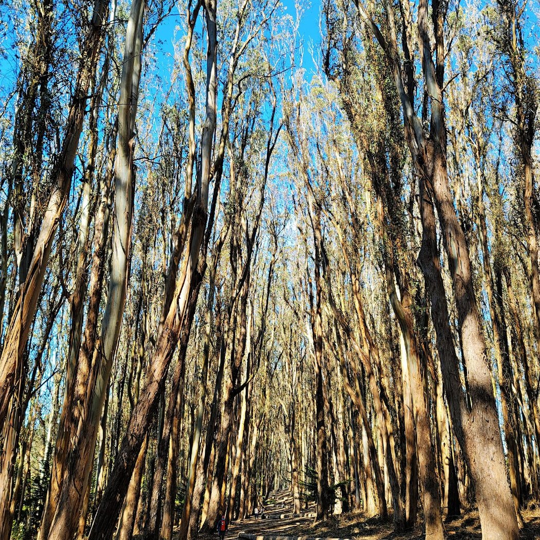 Andy Goldsworthy's Wood Line 3