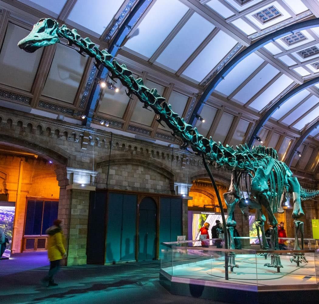 Natural History Museum 5