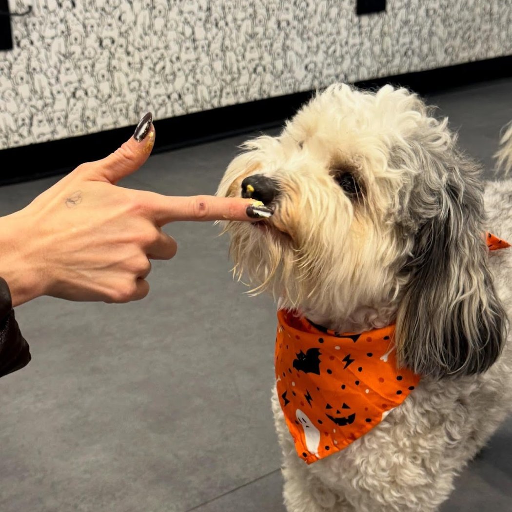 Happy Tails Pup Experience 4