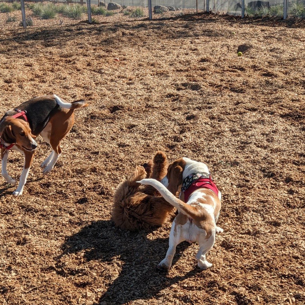 Coffey Park Dog Park 1
