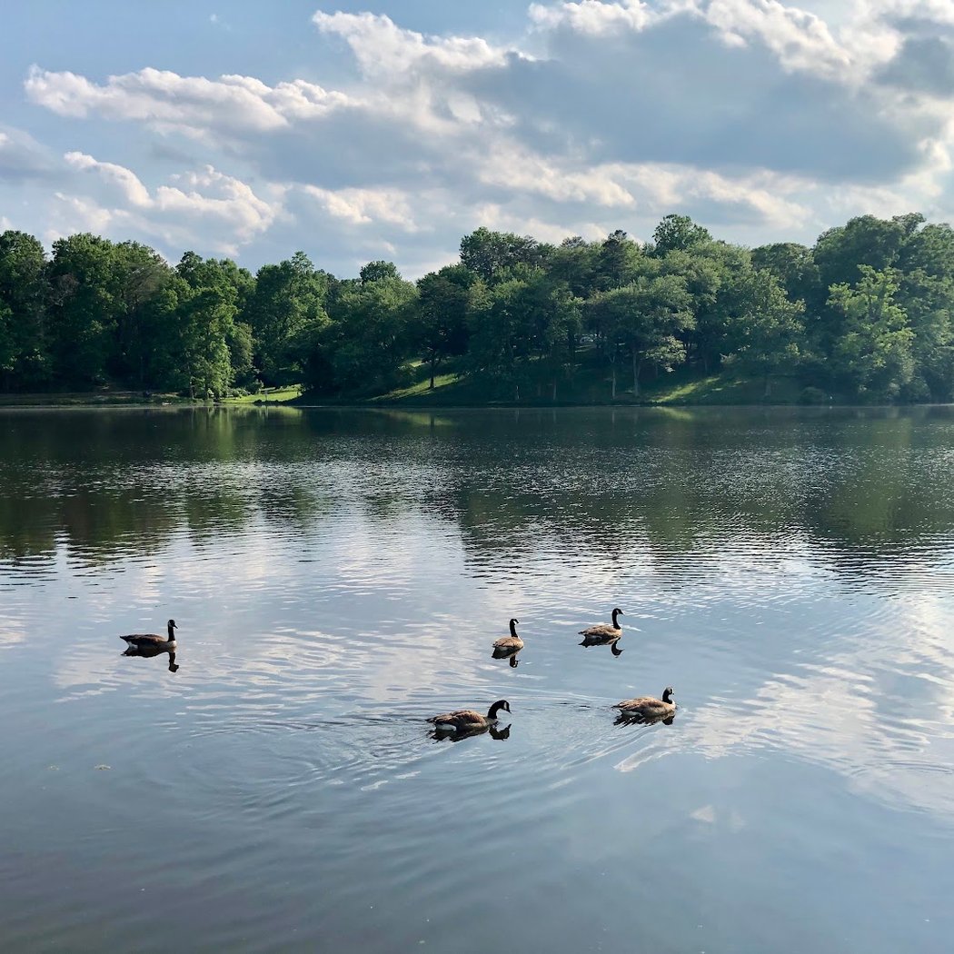 Lake Fairfax 1
