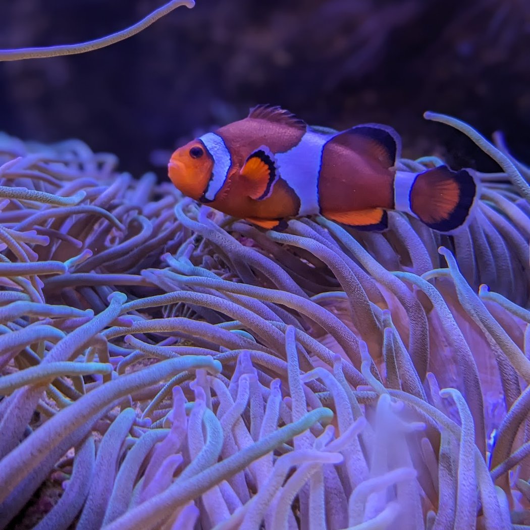 Oniria - Aquarium Canet-en-Roussillon 1