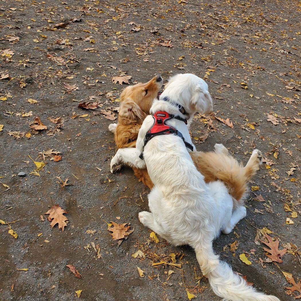 West 87th Street Dog Run 1