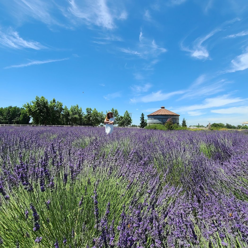 Pageo Lavender Farm 1