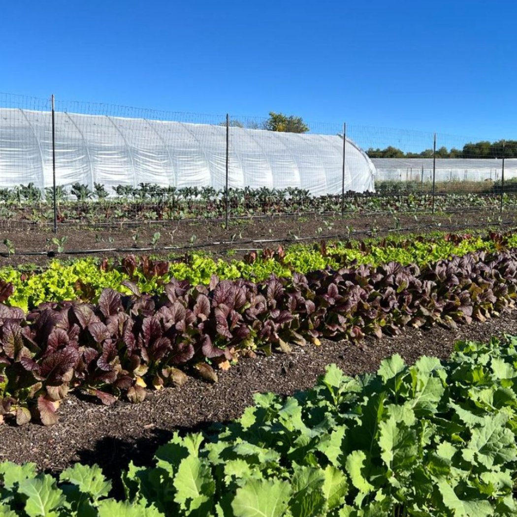 Deep Roots Farm CA 4