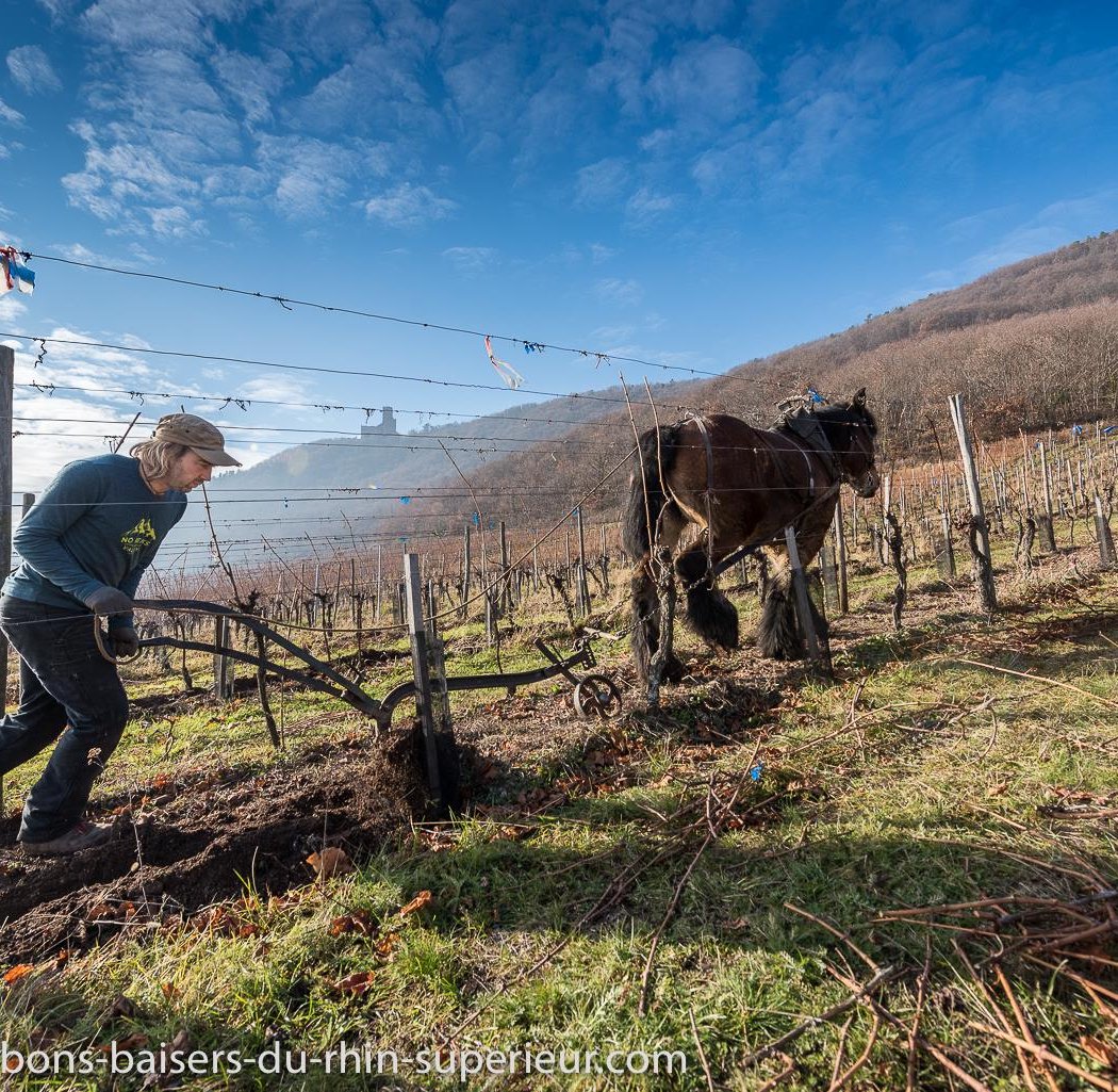 Vins bios, vins biodynamiques, vins natures VINBIOME 1