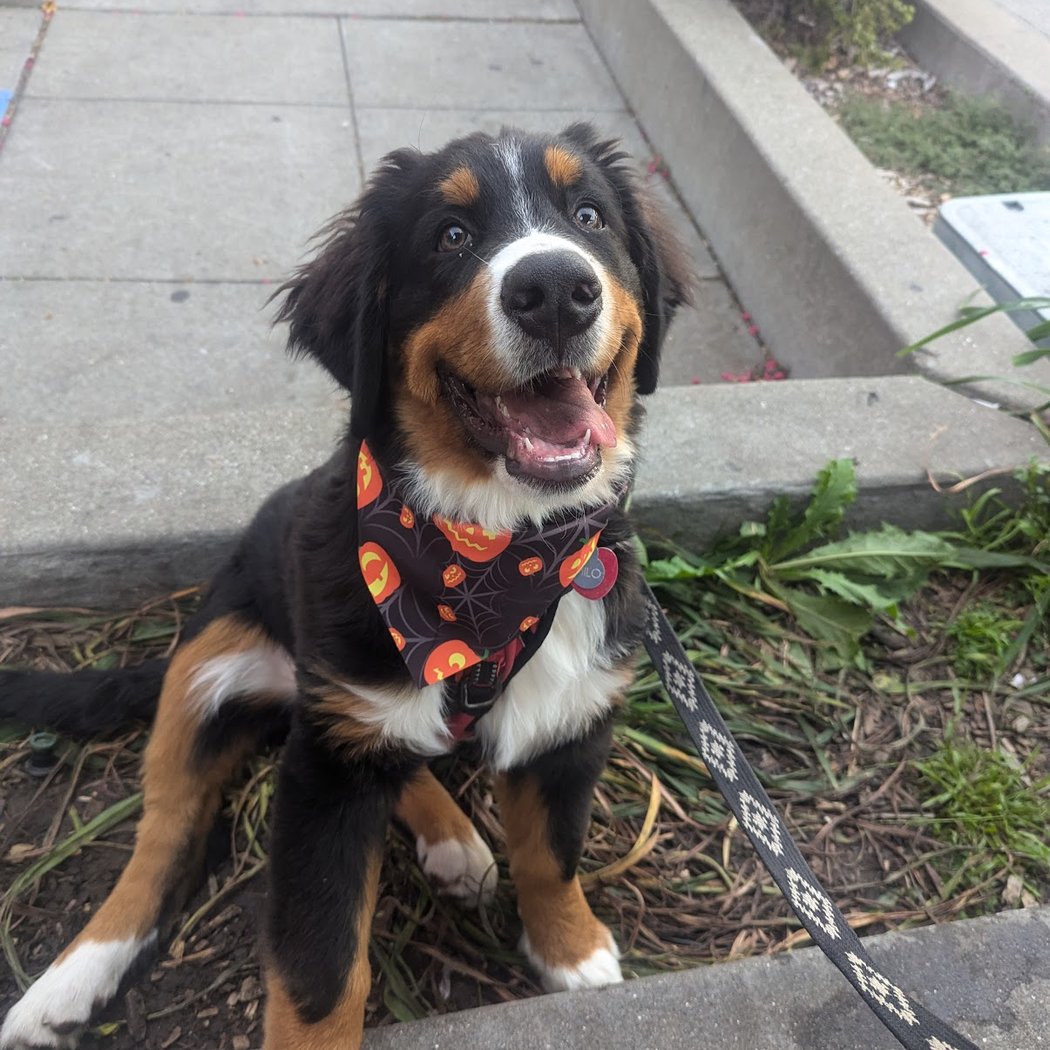 Dog Time! Stay and Play 1