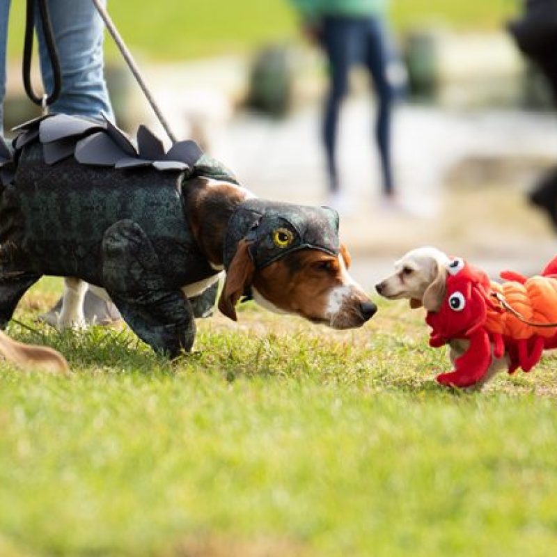 Howl-o-ween Pet Parade 1